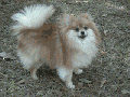 GIF of the real-life version Arthur edited to wag his tail found on his owner's website.[2]
